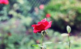 苏珊米勒每日运势2022年6月17日