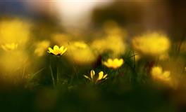 为人慷慨大方，只要答应了就会做到的三个生肖