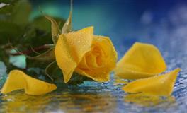 马乔丽2022年6月星座运势