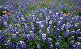 聪明乖巧独具魅力，巧获男人心的三大星座女