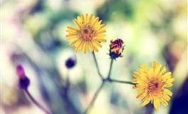 2022年7月：哪个属相最外遇（烂桃花）？