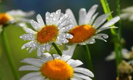 苏珊米勒一周星座运势（6.27-7.3）