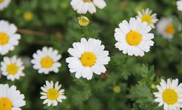 对爱执着专一，爱上就是一生的星座，余生全是你