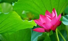 难追但又值得追求的三大星座女，钻石玫瑰没用，她们的要求很简单