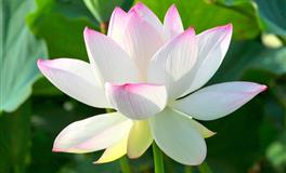 杀破狼巨蟹座一周运势(6.27-7.3)