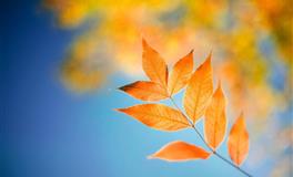 夏日新娘！七、八月【闪婚有望】星座女