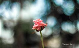 最怕老婆的三大星座男，在老婆面前，温顺的像绵羊