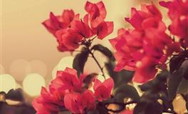 塔娜兹：2022年海王星逆行