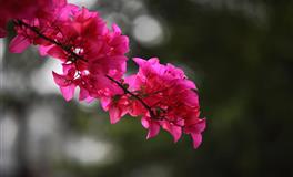 这三大生肖的人，往往心口不一，最善变就是他们