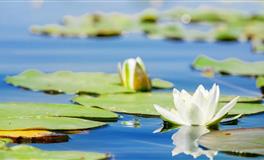 闹闹女巫店2022年6月星座运势