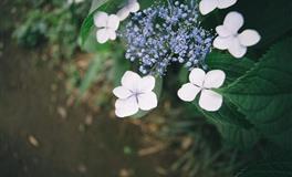 金星双子座的爱情宿命