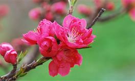 董易林生肖猴农历五月份运程