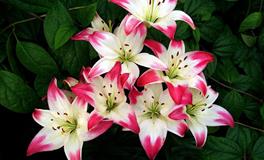 杀破狼天秤座一周运势(6.6-6.12)