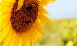 很难被驾驭，看问题有本质认识的星座