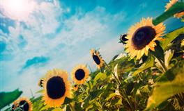 哪些星座即便被喜欢的人讨厌，还是要追求下去