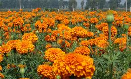 星座女神双鱼座一周运势(7.25-7.31)