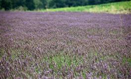 双鱼座为什么连自己都控制不住？