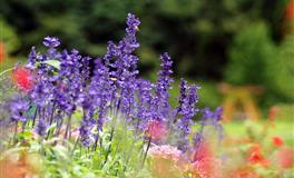 苏珊米勒每日运势2022年7月25日