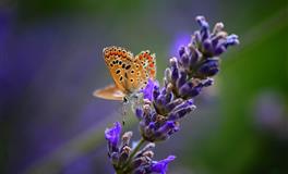 2022下半年财运的幸运儿星座TOP5