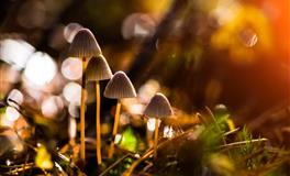 最有家庭责任感的三个生肖男，成熟稳重有上进心，对老婆特别好