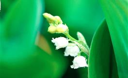 容易为情所困，被烂桃花围绕的星座