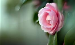 羲邑师姐生肖蛇一周运势(7.11-7.17)