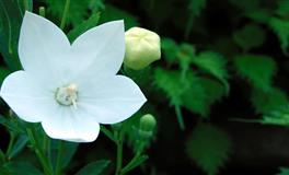 羲邑师姐生肖狗一周运势(7.11-7.17)