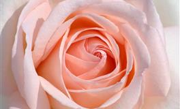 竹猫星球水瓶座一周塔罗运势（7.18-7.24）