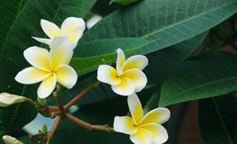 静电鱼天秤座一周运势(7.25-7.31)