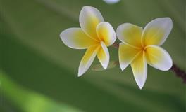 爱情占卜：你命中桃花最旺的时期？