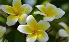 羲邑师姐生肖猪一周运势(7.25-7.31)