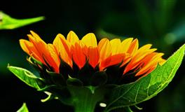 苏珊米勒每日运势2022年7月1日