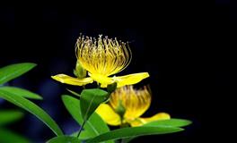 口风超紧，绝对套不出话的星座