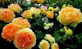 苏珊米勒每日运势2022年7月2-3日