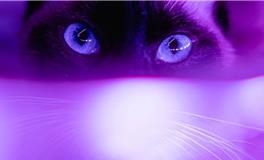 十二星座都像什么动物