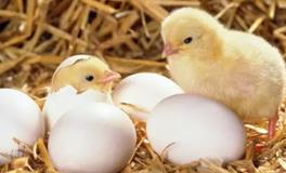 1957年属鸡的五行属什么，是什么命？