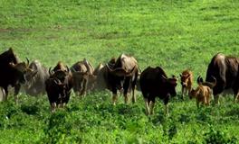 1985年属牛的五行属什么，是什么命？