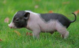 1995年属猪的五行属什么，是什么命？