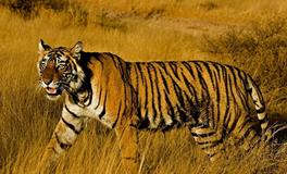 1998年属虎的五行属什么，是什么命？