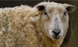 2024年属羊的财运怎么样？如何催旺财运