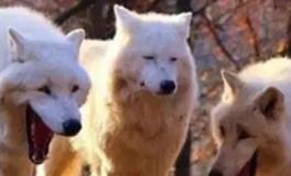 十二星座不发朋友圈的原因找到了