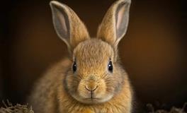 1987年属兔的人37岁运势