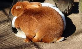 属兔人2024年有大祸缠身吗，如何转运