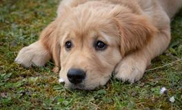 属龙人的吉祥物，生肖龙养狗好吗