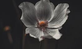 什么蛇是好命蛇，属蛇的几月出生最好