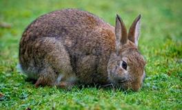 1951年属兔的一生经历的灾难，晚年需要注意什么