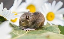 1960年属鼠人晚年阶段命运如何，晚年如何转运