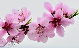 属猪的桃花运在哪年