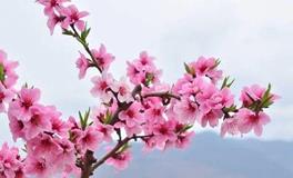 因桃花带来好运的人有什么特点