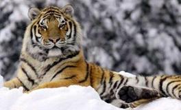 属虎女的性格和脾气